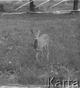 Lata 50., Bieszczady, Polska.
Młody jelonek na łące w pobliżu zabudowań gospodarskich.
Fot. Jerzy Konrad Maciejewski, zbiory Ośrodka KARTA.