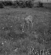 Lata 50., Bieszczady, Polska.
Młody jelonek na łące w pobliżu zabudowań gospodarskich.
Fot. Jerzy Konrad Maciejewski, zbiory Ośrodka KARTA.