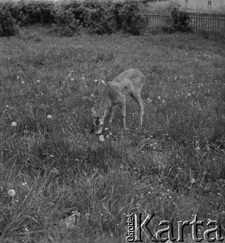 Lata 50., Bieszczady, Polska.
Młody jelonek na łące w pobliżu zabudowań gospodarskich.
Fot. Jerzy Konrad Maciejewski, zbiory Ośrodka KARTA.