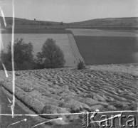 Lata 50., Bieszczady, Polska.
Pola uprawne w górach, należące do pobliskich gospodarstw.
Fot. Jerzy Konrad Maciejewski, zbiory Ośrodka KARTA.