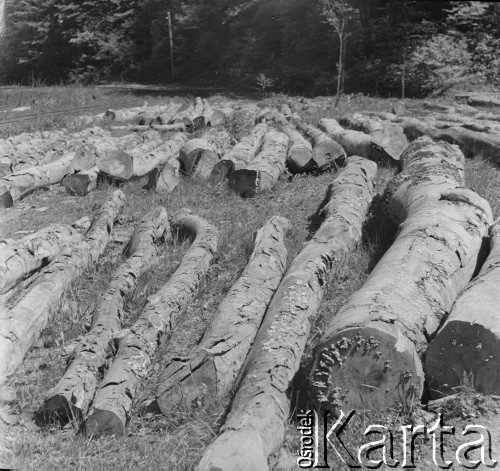 Lata 50., Bieszczady, Polska.
Drzewa ścięte przez pracowników tartaku.
Fot. Jerzy Konrad Maciejewski, zbiory Ośrodka KARTA.