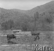 Lata 50., Bieszczady, Polska.
Krajobraz górski. W dolinie gospodarstwo wiejskie, obok pasie się bydło.  
Fot. Jerzy Konrad Maciejewski, zbiory Ośrodka KARTA.