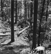 Lata 50., Bieszczady, Polska.
Powalone drzewa w lasach bieszczadzkich, prawdopodobnie w wyniku pracy miejscowych pracowników tartaku.
Fot. Jerzy Konrad Maciejewski, zbiory Ośrodka KARTA.