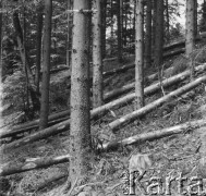 Lata 50., Bieszczady, Polska.
Powalone drzewa w lasach bieszczadzkich, prawdopodobnie w wyniku pracy miejscowych pracowników tartaku.
Fot. Jerzy Konrad Maciejewski, zbiory Ośrodka KARTA.