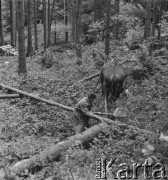 Lata 50., Bieszczady, Polska.
Pracownik tartaku przygotowuje konia do tzw. zrywki, czyli wyciągnięcia powalonego drzewa z lasu.
Fot. Jerzy Konrad Maciejewski, zbiory Ośrodka KARTA.