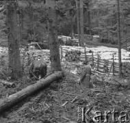 Lata 50., Bieszczady, Polska.
Pracownik tartaku przygotowuje konia do tzw. zrywki, czyli wyciągnięcia powalonego drzewa z lasu. Za obrobionym drzewem widoczna linia kolejowa wąskotorowa.
Fot. Jerzy Konrad Maciejewski, zbiory Ośrodka KARTA.