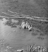 Lata 50., Bieszczady, Polska.
Kaczki w wodzie.
Fot. Jerzy Konrad Maciejewski, zbiory Ośrodka KARTA.