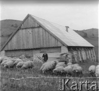 Lata 50., Bieszczady, Polska.
Górska bacówka. Baca wypasa stado owiec.
Fot. Jerzy Konrad Maciejewski, zbiory Ośrodka KARTA.