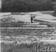 Lata 50., Bieszczady, Polska.
Drzewo leżące na łące.
Fot. Jerzy Konrad Maciejewski, zbiory Ośrodka KARTA.