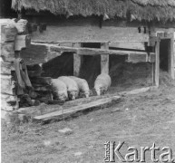Lata 50., Bieszczady, Polska.
Owce w górskiej bacówce.
Fot. Jerzy Konrad Maciejewski, zbiory Ośrodka KARTA.