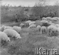 Lata 50., Bieszczady, Polska.
Wypas owiec. Drogą jadą mężczyźni na wozie zaprzęgniętym w konie.
Fot. Jerzy Konrad Maciejewski, zbiory Ośrodka KARTA.