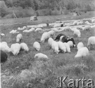 Lata 50., Bieszczady, Polska.
Wypas owiec na górskiej łące.
Fot. Jerzy Konrad Maciejewski, zbiory Ośrodka KARTA.