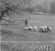 Lata 50., Bieszczady, Polska.
Wypas owiec na górskiej łące. W tle widać stojącą dziewczynę.
Fot. Jerzy Konrad Maciejewski, zbiory Ośrodka KARTA.