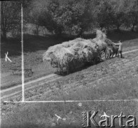 Przełom lat 50. i 60., Bogaczowice k. Wałbrzycha, Polska.
Żniwa w PGR-ze. Zbieranie skoszonego zboża.
Fot. Jerzy Konrad Maciejewski, zbiory Ośrodka KARTA.