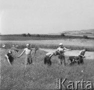 Przełom lat 50. i 60., Bogaczowice k. Wałbrzycha, Polska.
Pracownicy PGR-u przy żniwach.
Fot. Jerzy Konrad Maciejewski, zbiory Ośrodka KARTA.