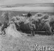 Przełom lat 50. i 60., Bogaczowice k. Wałbrzycha, Polska.
Rolnicy zbierają skoszone zboże z pola.
Fot. Jerzy Konrad Maciejewski, zbiory Ośrodka KARTA.