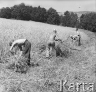 Przełom lat 50. i 60., Bogaczowice k. Wałbrzycha, Polska.
Żniwa w PGR-ze. Rolnicy koszą zboże na polu.
Fot. Jerzy Konrad Maciejewski, zbiory Ośrodka KARTA.