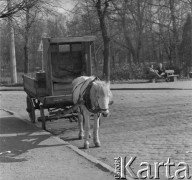 Czerwiec 1948, Cieplice Śląskie-Zdrój, woj. wrocławskie, Polska.
Koń zaprzęgnięty do wozu. W głębi na ławce obok parku siedzą dwaj mężczyźni. 
Fot. Jerzy Konrad Maciejewski, zbiory Ośrodka KARTA