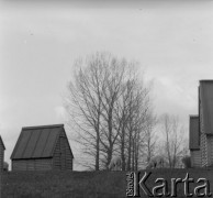 1961 lub 1965, Wigry, woj. białostockie, Polska.
Hodowla owiec na Suwalszczyźnie. Owce pasą się między drewnianymi domkami.
Fot. Jerzy Konrad Maciejewski, zbiory Ośrodka KARTA
