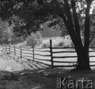 Brak daty, Łagów Lubuski, woj. zielonogórskie, Polska.
Ogrodzona łąka.
Fot. Jerzy Konrad Maciejewski, zbiory Ośrodka KARTA