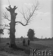 Prawdopodobnie lata 60., Polska.
Rolnik przy pomocy konia pracuje przy bronowaniu pola. 
Fot. Jerzy Konrad Maciejewski, zbiory Ośrodka KARTA