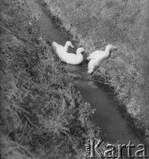 1971, Paszki Duże k. Borek Radzyńskich, woj. lubelskie, Polska.
Kaczki.
Fot. Jerzy Konrad Maciejewski, zbiory Ośrodka KARTA