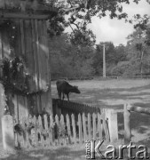 Lata 60. lub 70., Górecko Kościelne, woj. lubelskie, Polska.
Fragment kapliczki przydrożnej stojącej przy drodze prowadzącej do rzeki Szum.
Fot. Jerzy Konrad Maciejewski, zbiory Ośrodka KARTA