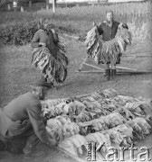 Lata 60. lub 70., Górecko Kościelne, woj. lubelskie, Polska.
Rodzina Czerniaków z Aleksandrowa k. Biłgoraja zawiesza przed domem liście tytoniu.
Fot. Jerzy Konrad Maciejewski, zbiory Ośrodka KARTA