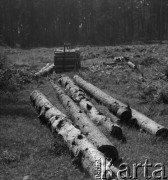 Lata 60. lub 70., Górecko Kościelne, woj. lubelskie, Polska.
Ścięte drzewa leżą przy drodze do rezerwatu jodłowego.
Fot. Jerzy Konrad Maciejewski, zbiory Ośrodka KARTA