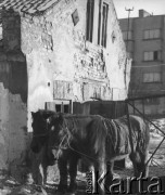 Po 1945, Warszawa, Polska.
Konie zaprzęgnięte do wozu stoją w bramie wjazdowej na podwórze.
Fot. Jerzy Konrad Maciejewski, zbiory Ośrodka KARTA
