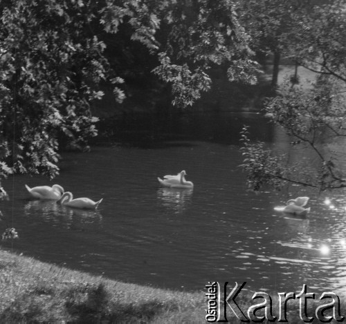 Lato 1964, Warszawa, Polska.
Po stawie w Łazienkach Królewskich pływają łabędzie.
Fot. Jerzy Konrad Maciejewski, zbiory Ośrodka KARTA