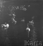 Lato 1964, Warszawa, Polska.
Łabędzie w Łazienkach Królewskich.
Fot. Jerzy Konrad Maciejewski, zbiory Ośrodka KARTA