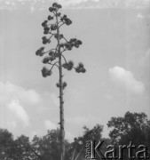 Lato 1964, Warszawa, Polska.
Pochodzące z Australii i Ameryki Południowej egzotyczne drzewo araucaria rośnie w ogrodzie w Łazienkach Królewskich.
Fot. Jerzy Konrad Maciejewski, zbiory Ośrodka KARTA