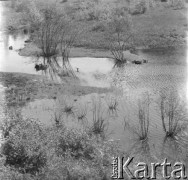 Po 1950, Żaków, woj. warszawskie, Polska.
Rozlewisko.
Fot. Jerzy Konrad Maciejewski, zbiory Ośrodka KARTA