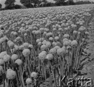 Maj 1961, Górce Nowe k. Warszawy, Polska.
Zasiana na polu cebula.
Fot. Jerzy Konrad Maciejewski, zbiory Ośrodka KARTA