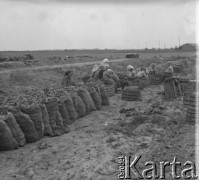 Wiosna 1961, Lubiczów, woj. warszawskie, Polska.
Robotnicy sortują marchew zebraną z pola.  
Fot. Jerzy Konrad Maciejewski, zbiory Ośrodka KARTA