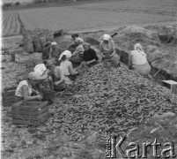 1961, Lubiczów, woj. warszawskie, Polska.
Kobiety sortują marchew zebraną z pola.
Fot. Jerzy Konrad Maciejewski, zbiory Ośrodka KARTA