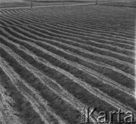 1961, Górce Nowe k. Warszawy, Polska.
Bruzdy na polu, w których rosną rozsady różnych warzyw.
Fot. Jerzy Konrad Maciejewski, zbiory Ośrodka KARTA