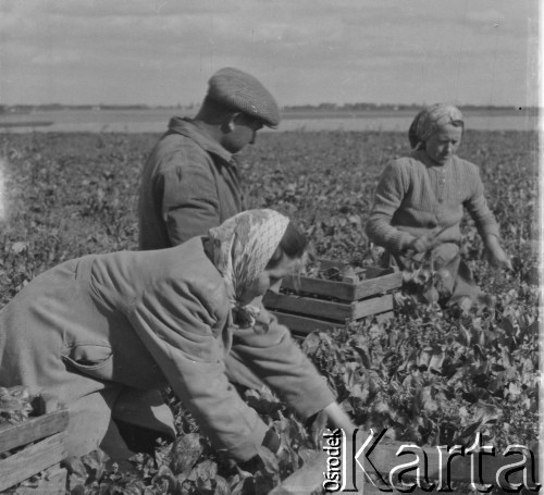 1961, Górce Nowe k. Warszawy, Polska.
Ogrodnicy podczas zbierania szpinaku z pola.
Fot. Jerzy Konrad Maciejewski, zbiory Ośrodka KARTA