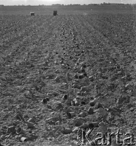 1961, Górce Nowe k. Warszawy, Polska.
Młode rozsady zostały przeniesione na pole. Obok nich  leżą puste donice.
Fot. Jerzy Konrad Maciejewski, zbiory Ośrodka KARTA