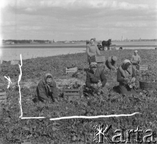 1961, Górce Nowe k. Warszawy, Polska.
Ogrodnicy zbierają szpinak z pola.
Fot. Jerzy Konrad Maciejewski, zbiory Ośrodka KARTA