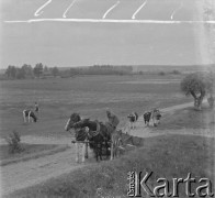 Lata 50., Polska.
Mężczyzna jedzie na wozie zaprzęgniętym w dwa konie. Za nim kobieta prowadzi po drodze krowy.
Fot. Jerzy Konrad Maciejewski, zbiory Ośrodka KARTA