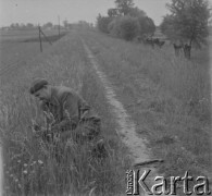 Lata 50., Polska.
Rolnik sprawdza dojrzałość rosnącego na polu zboża. W ręku rozciera kilka kłosów. 
Fot. Jerzy Konrad Maciejewski, zbiory Ośrodka KARTA