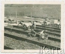 Po 1943, Wettingen, Szwajcaria.
Internowani żołnierze z 2. Dywizji Strzelców Pieszych podczas prac ogrodowych przy inspektach. Żołnierze przebywali w obozie w latach 1943-1945, pracując na rzecz szwajcarskiej gospodarki.
Fot. Jerzy Konrad Maciejewski, zbiory Ośrodka KARTA