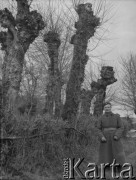 Wiosna 1940, La Maucarriere, Francja.
Żołnierz z 2. Dywizji Strzelców Pieszych pozuje do zdjęcia na tle przydrożnych wierzb.
Fot. Jerzy Konrad Maciejewski, zbiory Ośrodka KARTA