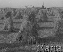 1942-1944, Münchenbuchsee, Szwajcaria.
Żniwa. Snopki zboża na polu w okolicy obozu internowania. W głębi widoczna prawdopodobnie wieża miejscowego kościoła.
Fot. Jerzy Konrad Maciejewski, zbiory Ośrodka KARTA
