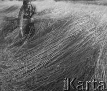 1942-1944, Münchenbuchsee, Szwajcaria.
Żniwa. Internowany żołnierz 2. Dywizji Strzelców Pieszych zbiera z pola ścięte zboże.
Fot. Jerzy Konrad Maciejewski, zbiory Ośrodka KARTA
