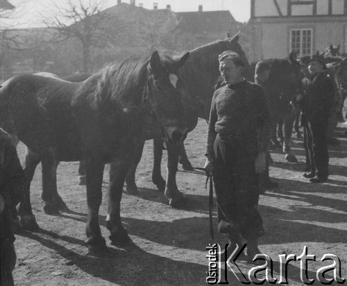 1942-1944, Münchenbuchsee, Szwajcaria.
Plac, na którym stoją konie. Żołnierz 2. Dywizji Strzelców Pieszych trzyma jednego z nich za lejce.
Fot. Jerzy Konrad Maciejewski, zbiory Ośrodka KARTA 
