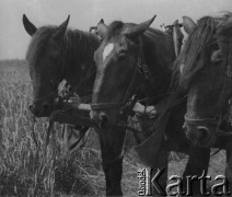 1942-1944, Münchenbuchsee, Szwajcaria.
Konie zaprzęgnięte do wozu, na który szwajcarska rodzina oraz pomagający im polski żołnierz zbierają skoszone zboże z pola.
Fot. Jerzy Konrad Maciejewski, zbiory Ośrodka KARTA
