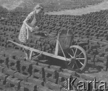 1942-1944, Münchenbuchsee, Szwajcaria.
Dziewczyna układa na wózku wysuszone kawałki torfu. 
Fot. Jerzy Konrad Maciejewski, zbiory Ośrodka KARTA
